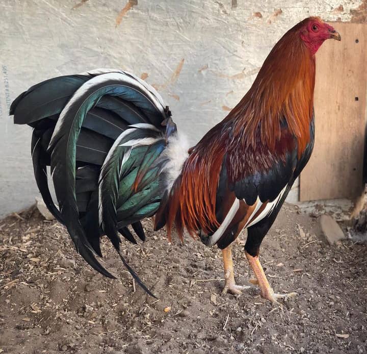 Sweater 5k-5000 Stag