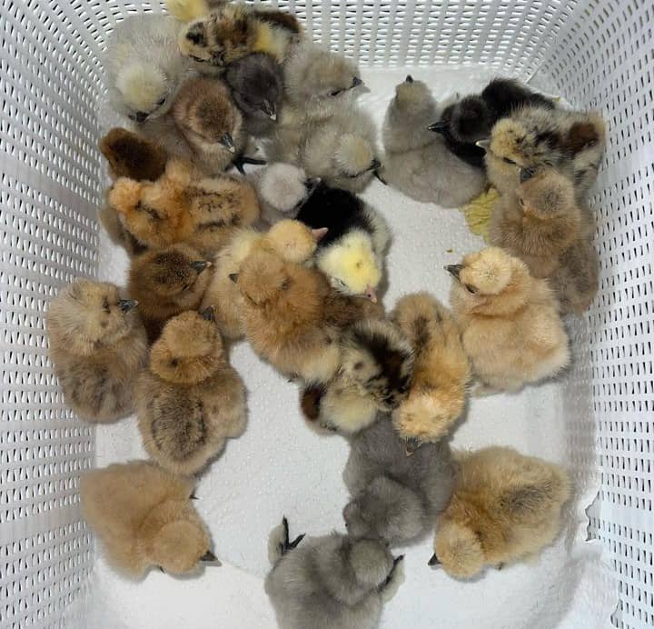 Sweater 5k-5000 Chicks