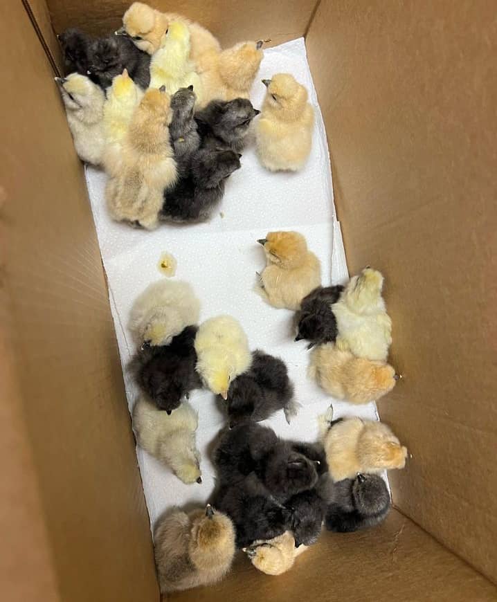 Cardinal Kelso Chicks