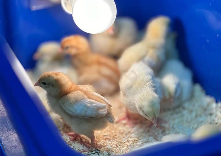 Yellow Leg Hatch Chicks