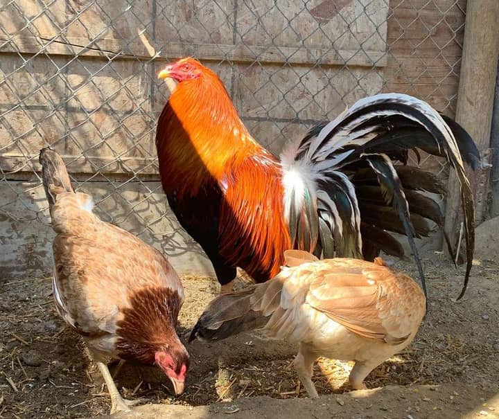 Yellow Leg Hatch Trio