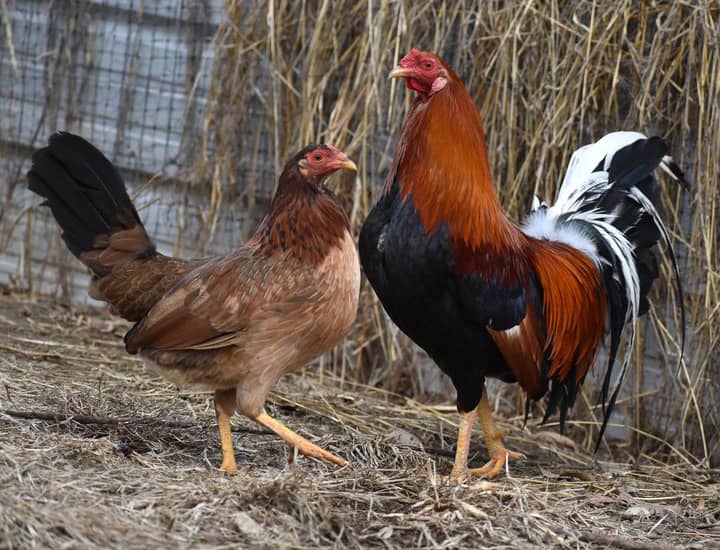 Yellow Leg Hatch Pair