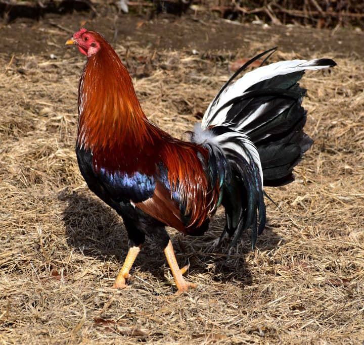 Yellow Leg Hatch Stag