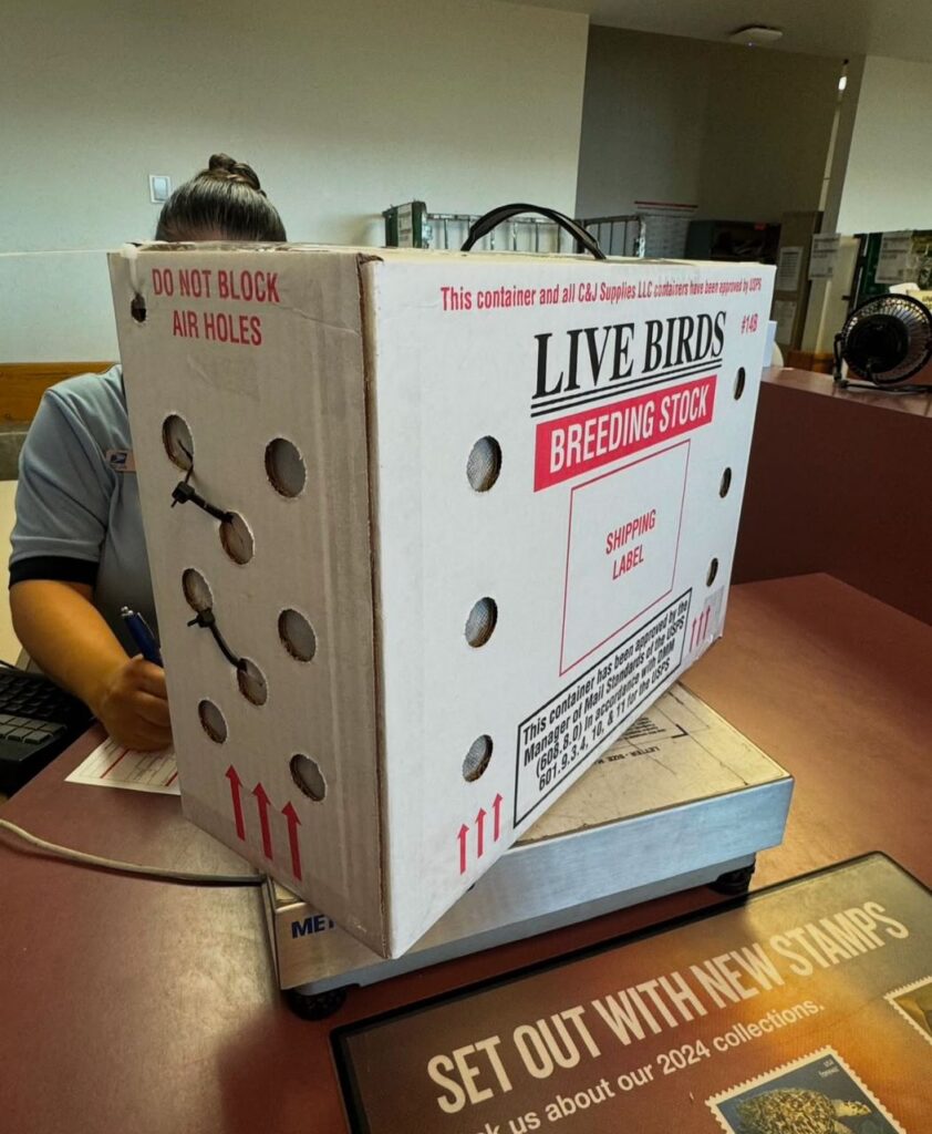 Johnnie Jumper Gamefarm